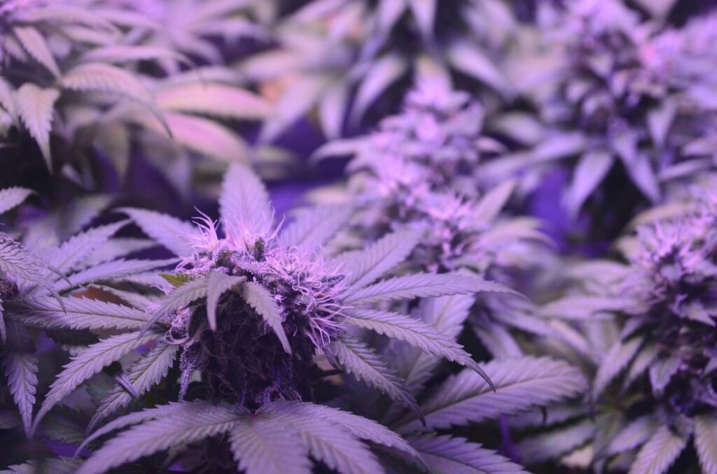 Cannabis indoor grow lights