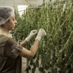 Cannabis plantation harvesting