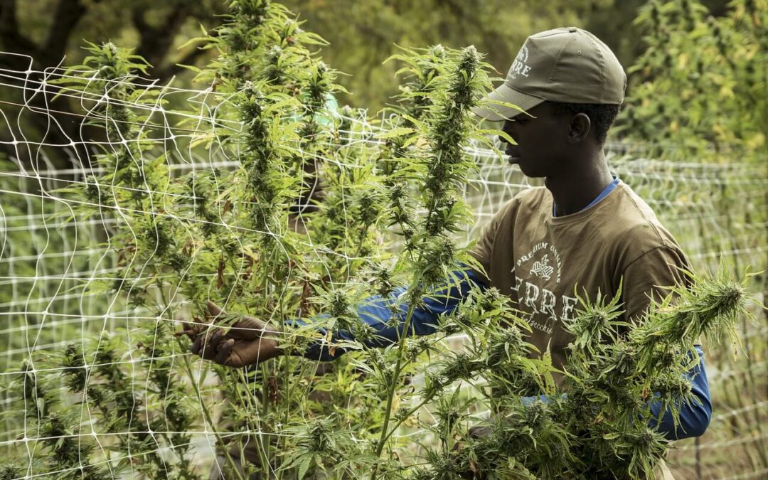 Cultivating Cannabis Excellence: A Journey through Innovative Farms