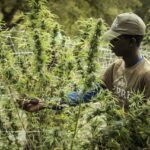 cannabis farm man harvesting marijuana