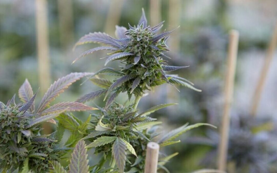 medical cannabis benefits and how it can benefit you