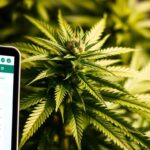 Directory Listings to Build Authority Can Help Boost Your Cannabis Ads